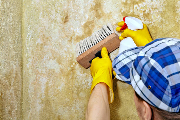 Best Mold-Related Health Consultation  in Sharpsville, PA