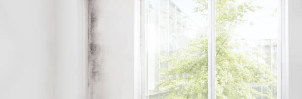Best Mold Odor Removal Services  in Sharpsville, PA
