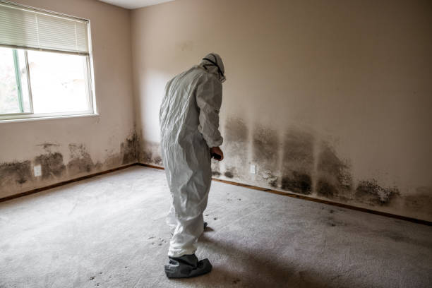 Best Mold Damage Restoration  in Sharpsville, PA